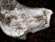 Bone 18-9408